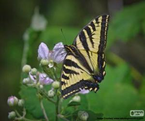 yapboz Doğu tiger swallowtail kelebek e Doğu Kuzey Amerika